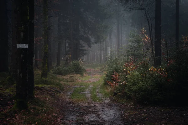 Вид Красочные Деревья Кустарники Баварском Лесу Германия — стоковое фото