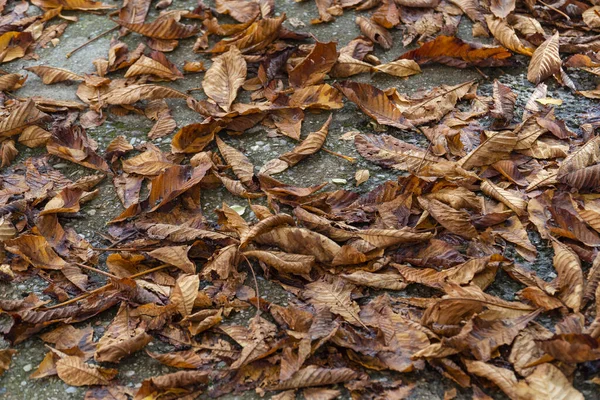 Primo Piano Parco Con Foglie Secche Cadute — Foto Stock