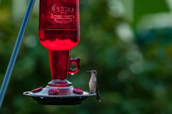 飲料水から水を飲むために立っている小さな鳥の美しいショット — ストック写真