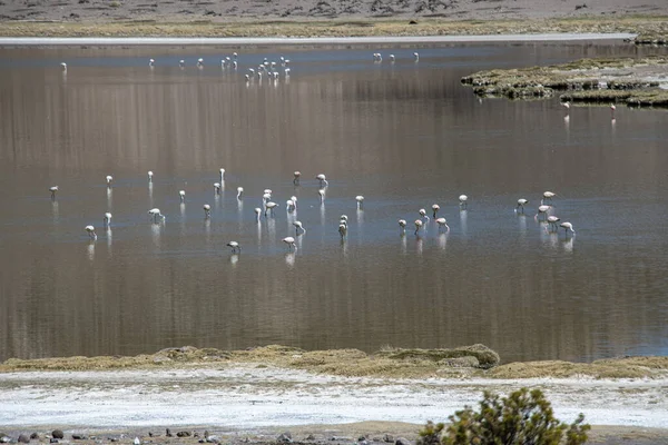 Flock Beautiful Flamingos Seaside Summer — Fotografia de Stock