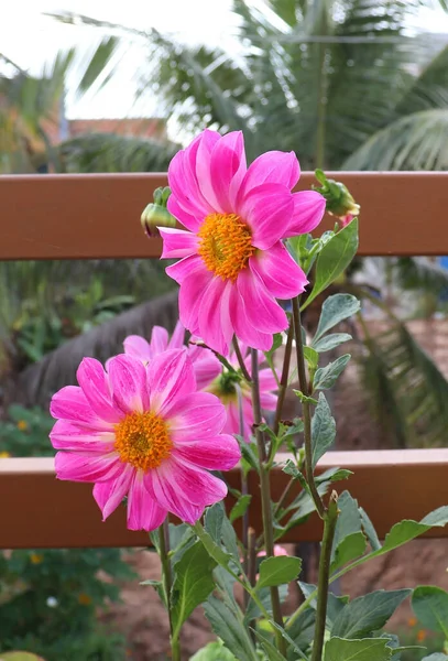 庭に黄色の中心を持つ美しいピンクのコスモスの花の垂直ショット — ストック写真