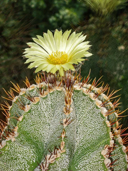 Closeup Shot Astrophytum Ornatum Cactus Its Flower Top — Zdjęcie stockowe