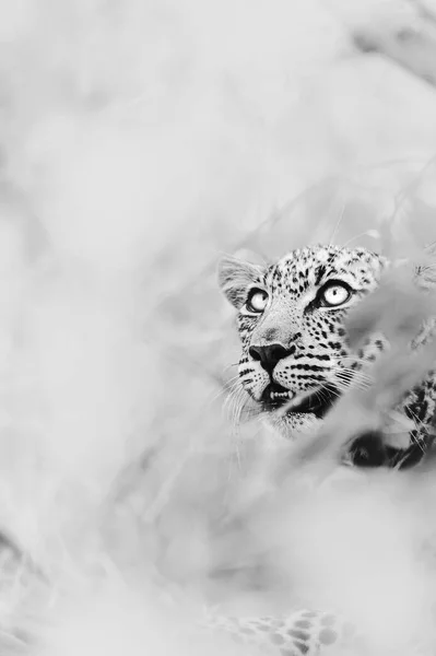 Вертикальний Сірий Знімок Леопарда Який Дивиться Крізь Кущ — стокове фото