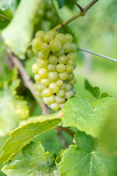 Tiro Vertical Uvas Maduras Uma Vinha — Fotografia de Stock