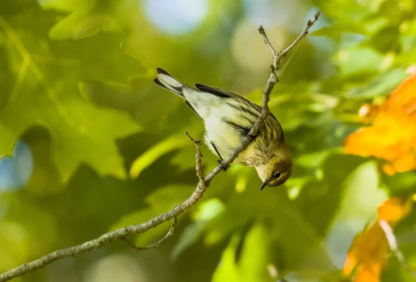 Tiro Ângulo Baixo Pequeno Pássaro Sentado Galho Árvore — Fotografia de Stock