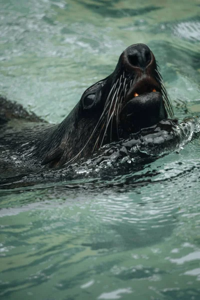Vertical Shot Fur Seal Swimming Water — Fotografia de Stock