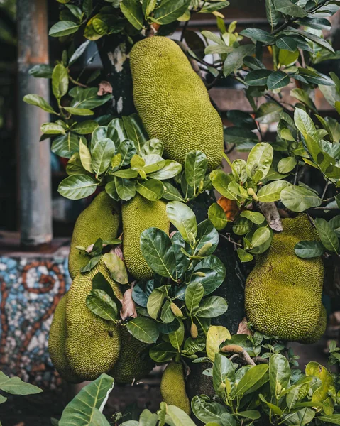Closeup Jackfruit Artocarpus Heterophyllus Tree — Stockfoto