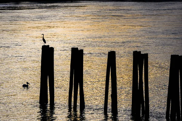 Silhouette Bird Standing Wood Sea Other One Swimming Sunset — Fotografia de Stock