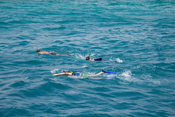 Aranyos Delfinek Úszkálnak Kék Tengerben Nyáron — Stock Fotó