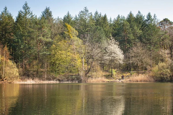 日中は穏やかな湖と森 ドイツ — ストック写真