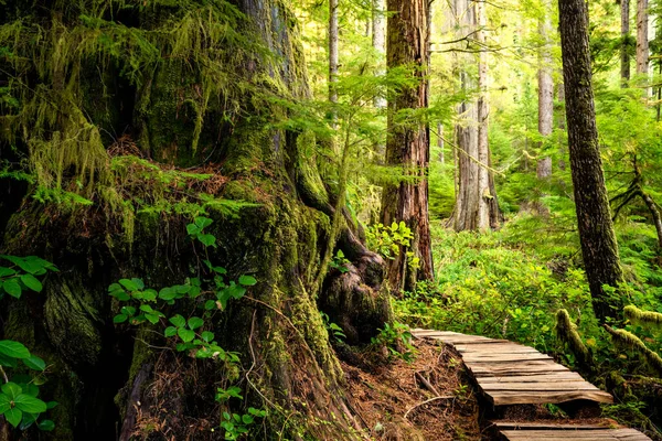 エデン グローヴ ポート レンフリュー Bcの古代西洋赤杉の美しい景色 — ストック写真
