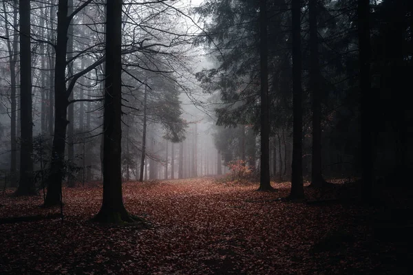 Misty Evening Bavarian Forest Germany — Stockfoto