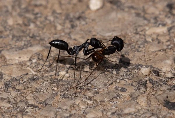Closeup Shot Two Ants Ground Day — Stockfoto