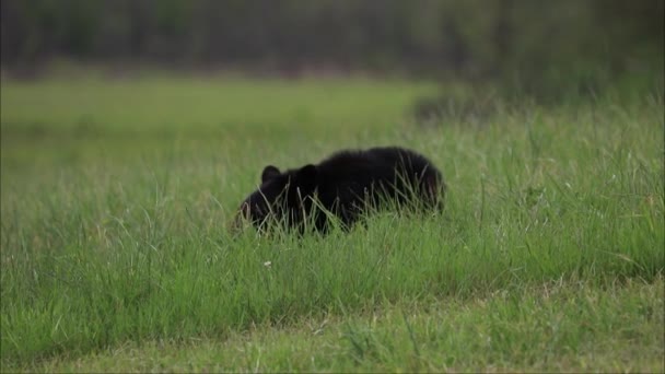 Чорний Собака Траві — стокове відео