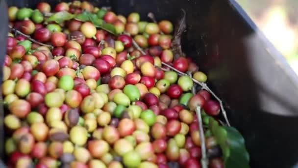 Frische Grüne Oliven Auf Einem Bauernhof — Stockvideo