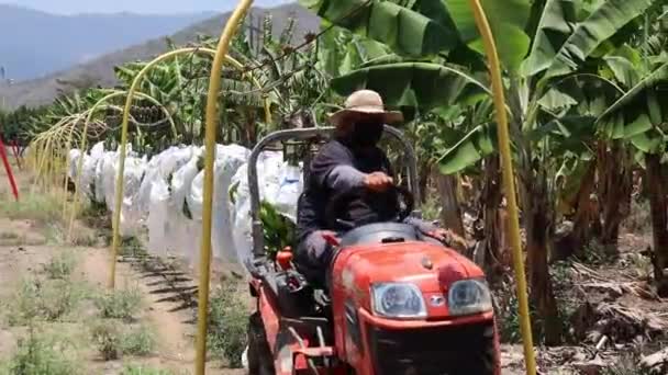 Séquences Ferme Bananes Asie — Video