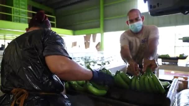亚洲香蕉农场的镜头 — 图库视频影像