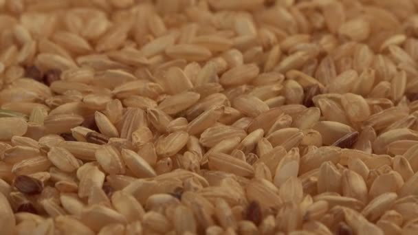 Buğday Taneleri Yakın Çekim — Stok video