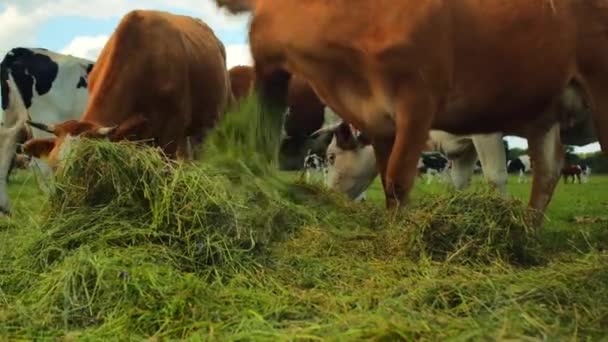 Γραφική Θέα Των Αγελάδων Βόσκηση Στο Τοπίο Της Υπαίθρου Φόντο — Αρχείο Βίντεο