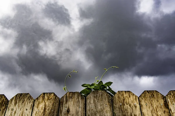 Low Angle Closeup Morning Glory Vine Wooden Fence Cloudy Sky — 스톡 사진