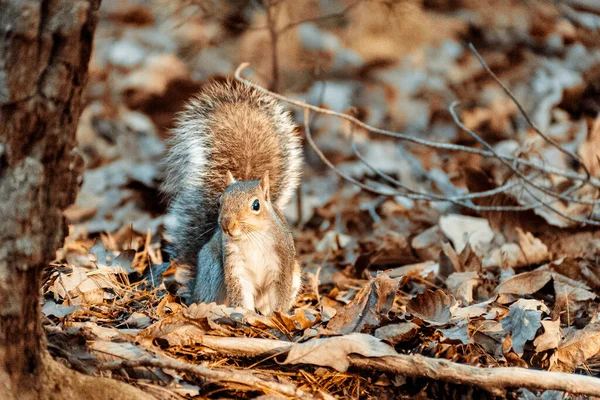 Closeup Adorable Squirrel Park — стоковое фото