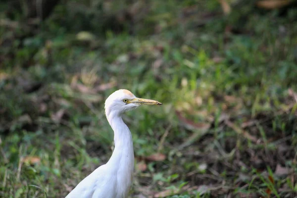 Close Shot Lovely White Egret Perched Grassy Ground Dry Fallen — Fotografia de Stock