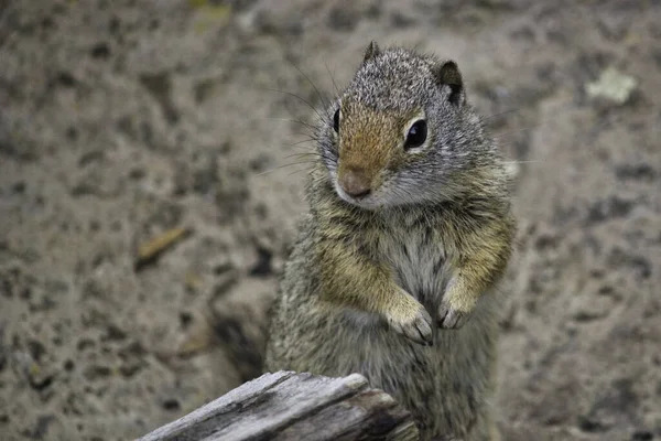 Soft Focus Squirrel Wild — Stock Fotó