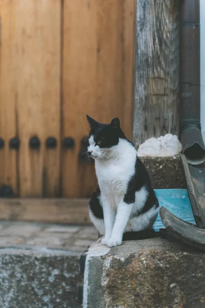 Black White Cat Sitting Stone — Stock Fotó