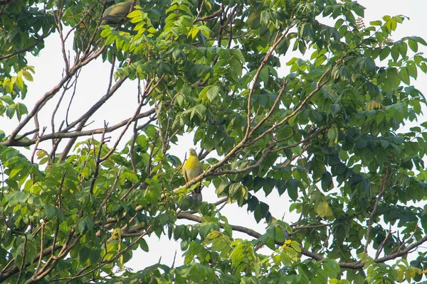 一只可爱可爱 黄脚的绿鸽子栖息在树枝上 — 图库照片