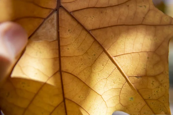 Closeup Shot Dried Fall Maple Leaf Texture — Stock Photo, Image