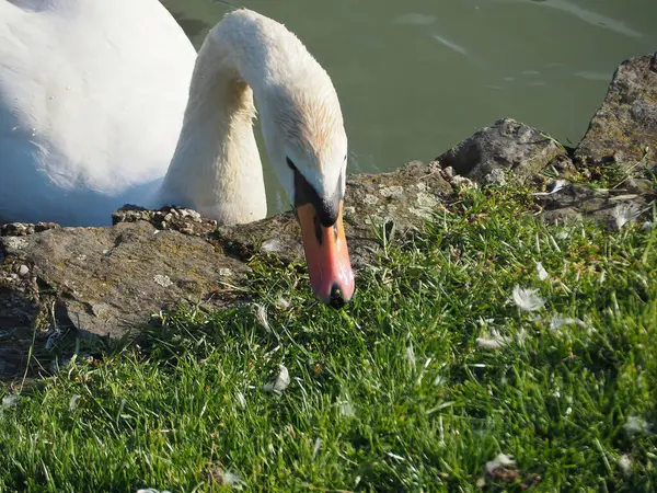 Closeup Shot White Swan Pond Water Coast Green Grass Sunny — Photo