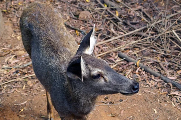 High Angle Shot Cute Deer Zoo — Stockfoto