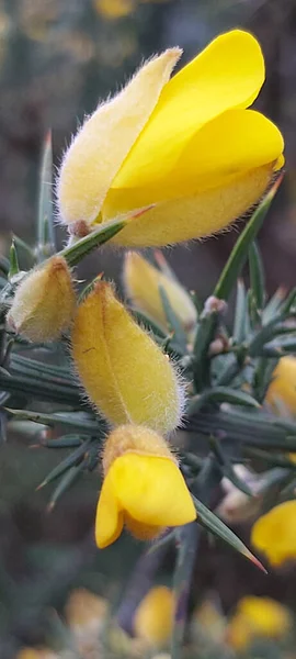 Μια Όμορφη Μακροεντολή Από Κίτρινα Λουλούδια Της Ευρωπαϊκής Gorse Ανθίζουν — Φωτογραφία Αρχείου