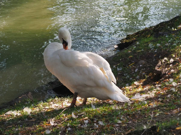 Graceful Swan Preening Its Feathers — Stockfoto