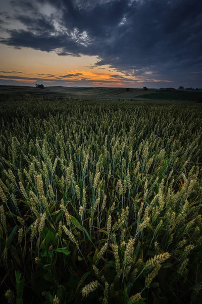 Vertical Shot Green Grassy Field Sunset Sky — Φωτογραφία Αρχείου