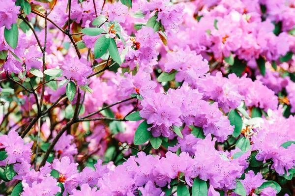 Gros Plan Fleurs Pourpres Rhododendron — Photo