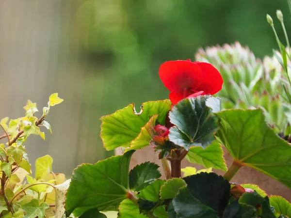 Closeup Shot Beautiful Red Begonia Flower Growing Garden Sunny Day — 스톡 사진
