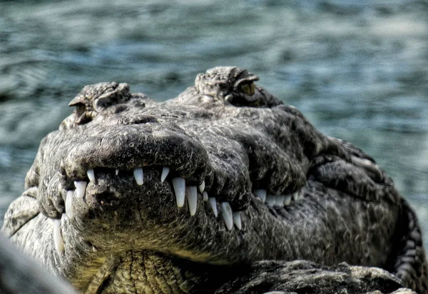 Closeup Head Crocodile — Stockfoto