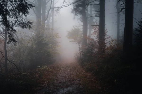 Het Avondzicht Het Herfstpad Het Beierse Bos Duitsland — Stockfoto