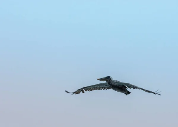Pelican Flying Sky Sunset — Stok fotoğraf