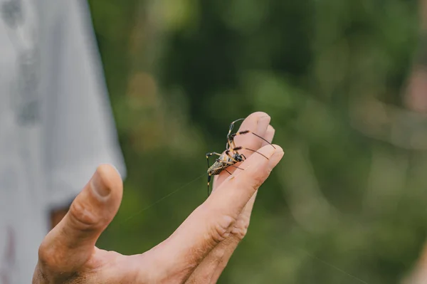 Huge Spider Finger Male — Photo