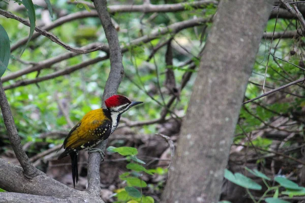 Hermoso Pájaro Carpintero Colorido Común Encaramado Una Rama Árbol Durante — Foto de Stock