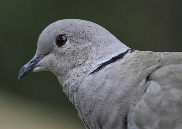 A soft focus of a Eurasian collared dove