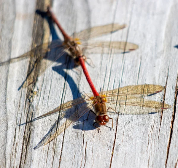 Closeup Shot Small Dragonflies — стоковое фото