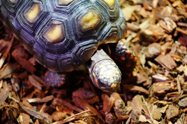 Closeup Shot Turtle Slowly Walking Ground — 图库照片