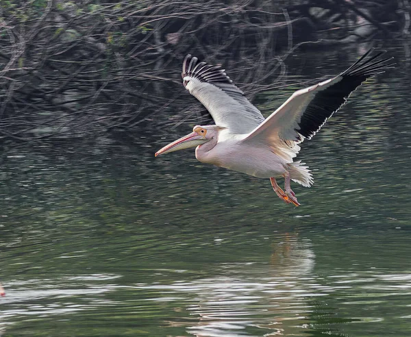 Pelican Roz Care Zboară Deasupra Unui Lac După Decolare — Fotografie, imagine de stoc