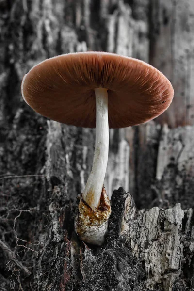 Vertical Shot Wild Mushroom Growing Tree — Foto de Stock