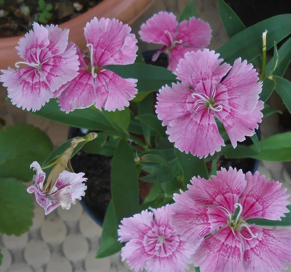 Close Shot Beautiful Bunch Sweet William Flowers — ストック写真