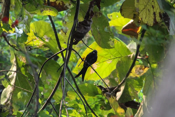 Black Drongo Passerine Bird Perched Tree Branch Nature Sunny Day — Stockfoto