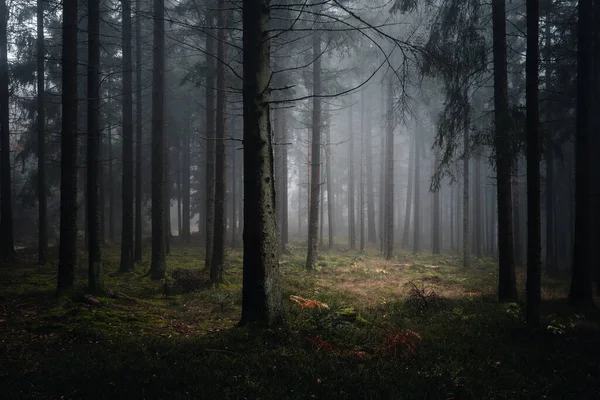 Une Vue Sur Paysage Des Arbres Soir Forêt Bavaroise Allemagne — Photo